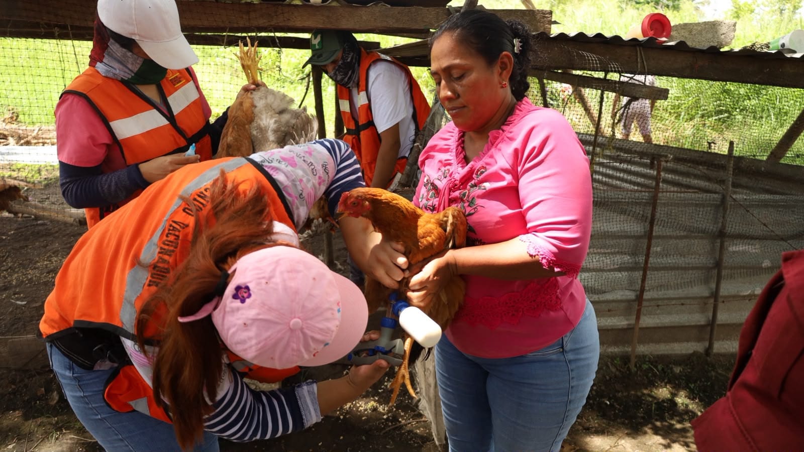 Gobierno de Medellín de Bravo fortalece la sanidad avícola con campaña de vacunación contra el Newcastle