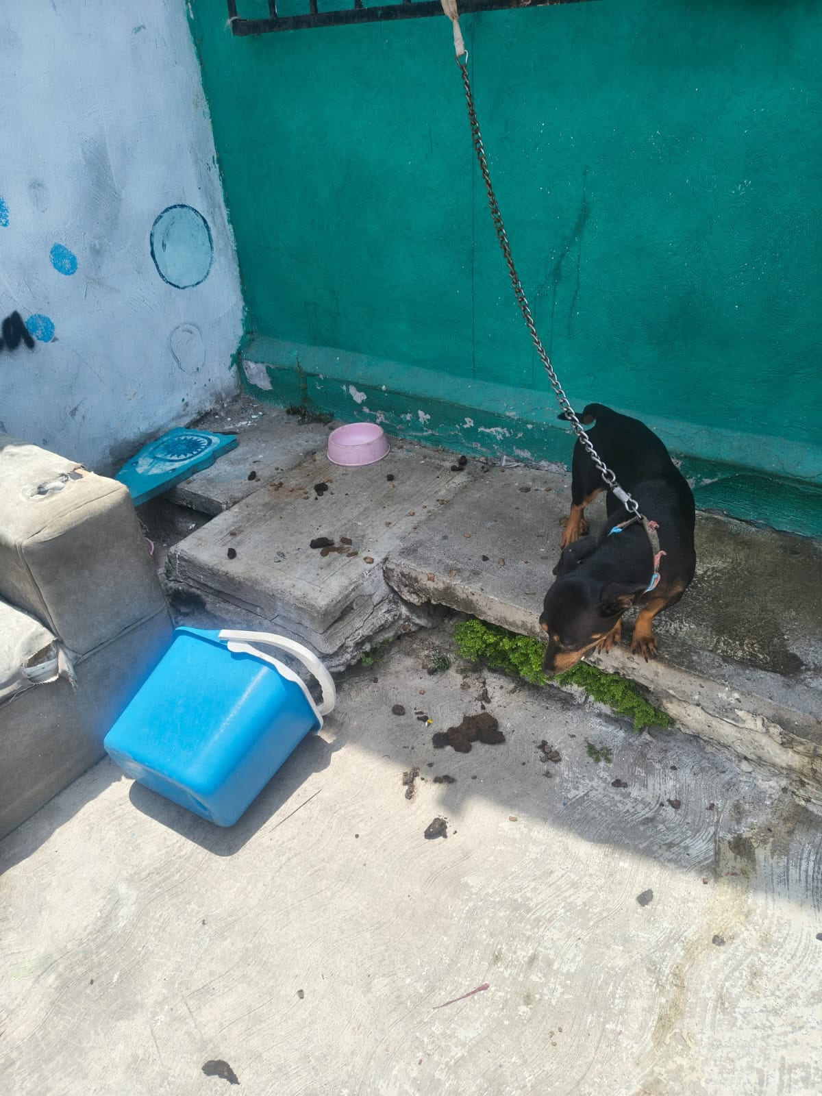 Resguarda Ayuntamiento de Veracruz a canino en situación de riesgo en zona norte de la ciudad