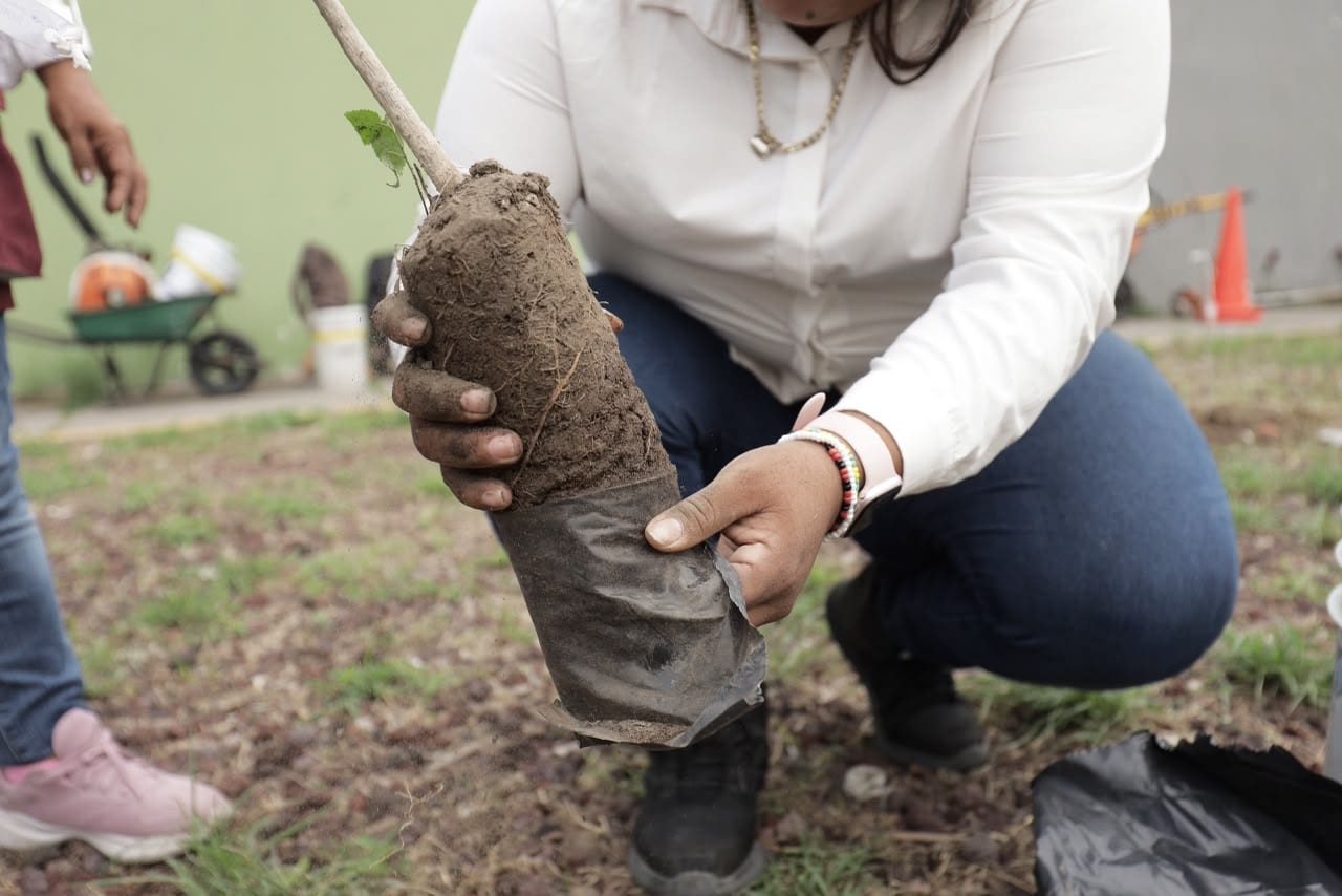 La ciudad de Veracruz se suma a la Jornada Nacional de Reforestación 2026