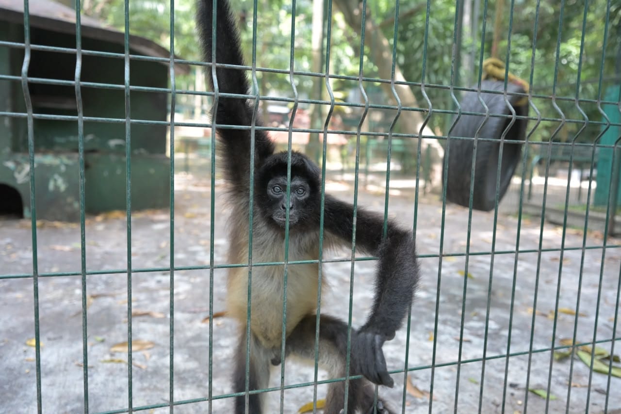 Fortalece Ayuntamiento de Veracruz el cuidado de los animales del Parque Miguel Ángel de Quevedo